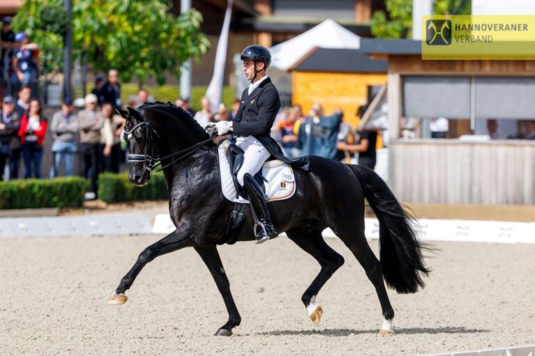 Zonik Plus Entered into Hanoverian Stallion Book 1